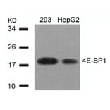 Western blot - 4E-BP1 (Ab-45) Antibody from Signalway Antibody (21216) - Antibodies.com