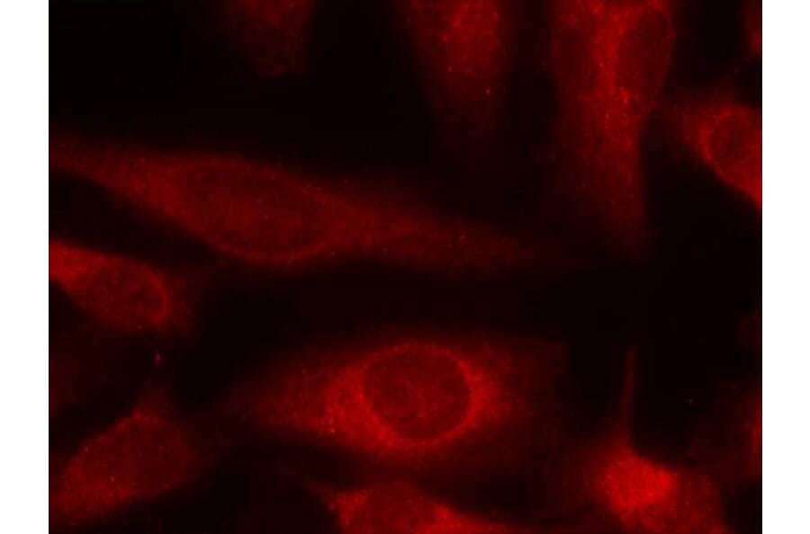 Immunofluorescence - 4E-BP1 (Ab-45) Antibody from Signalway Antibody (21216) - Antibodies.com