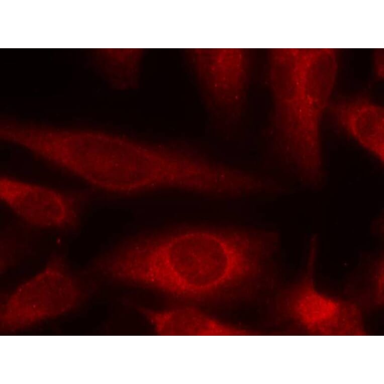 Immunofluorescence - 4E-BP1 (Ab-45) Antibody from Signalway Antibody (21216) - Antibodies.com