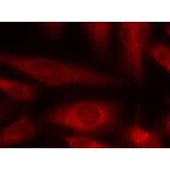 Immunofluorescence - 4E-BP1 (Ab-45) Antibody from Signalway Antibody (21216) - Antibodies.com