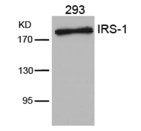 Western blot - IRS-1 (Ab-636) Antibody from Signalway Antibody (21223) - Antibodies.com