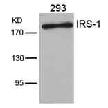 Western blot - IRS-1 (Ab-636) Antibody from Signalway Antibody (21223) - Antibodies.com