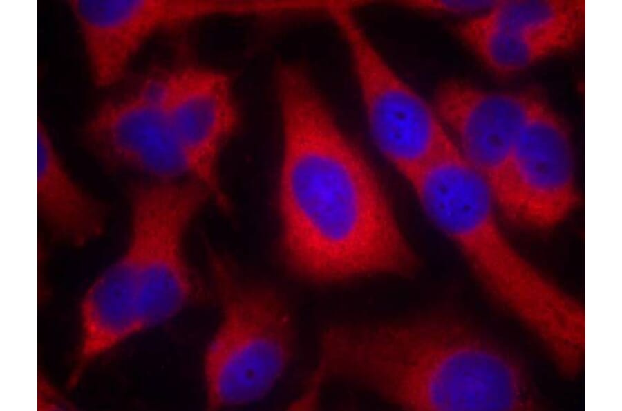Immunofluorescence - IRS-1 (Ab-636) Antibody from Signalway Antibody (21223) - Antibodies.com