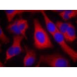 Immunofluorescence - IRS-1 (Ab-636) Antibody from Signalway Antibody (21223) - Antibodies.com