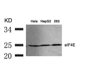 Western blot - eIF4E (Ab-209) Antibody from Signalway Antibody (21226) - Antibodies.com