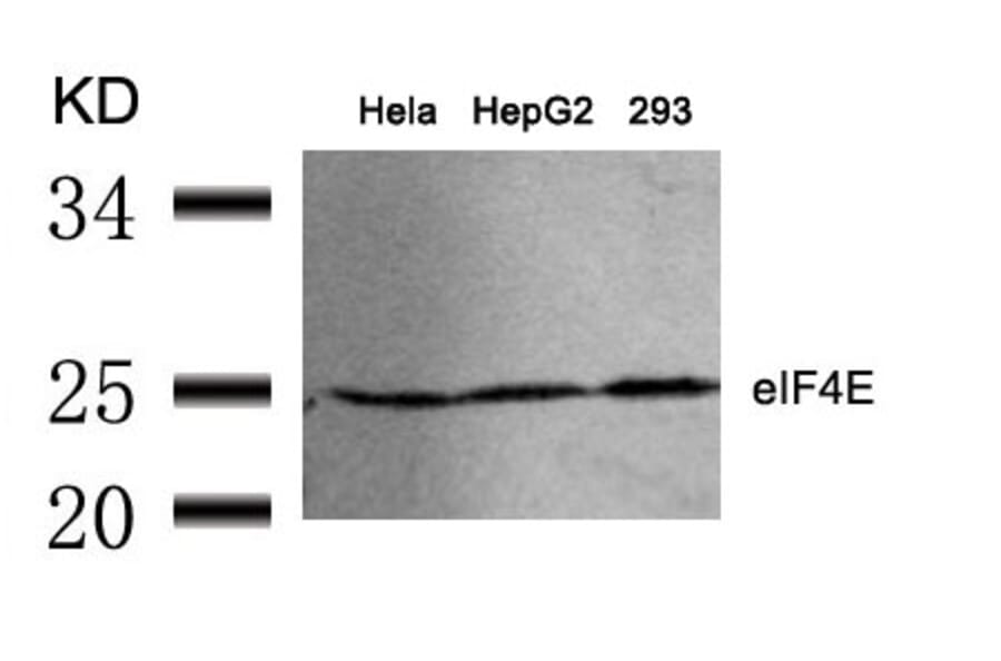 Western blot - eIF4E (Ab-209) Antibody from Signalway Antibody (21226) - Antibodies.com