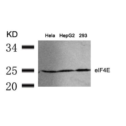 Western blot - eIF4E (Ab-209) Antibody from Signalway Antibody (21226) - Antibodies.com