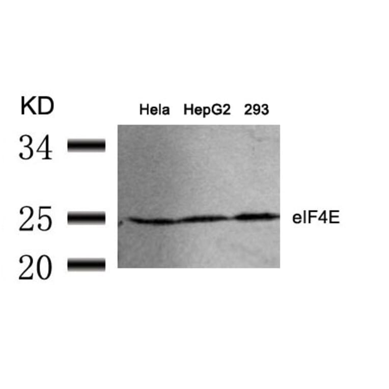 Western blot - eIF4E (Ab-209) Antibody from Signalway Antibody (21226) - Antibodies.com