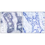 Immunohistochemistry - eIF4E (Ab-209) Antibody from Signalway Antibody (21226) - Antibodies.com
