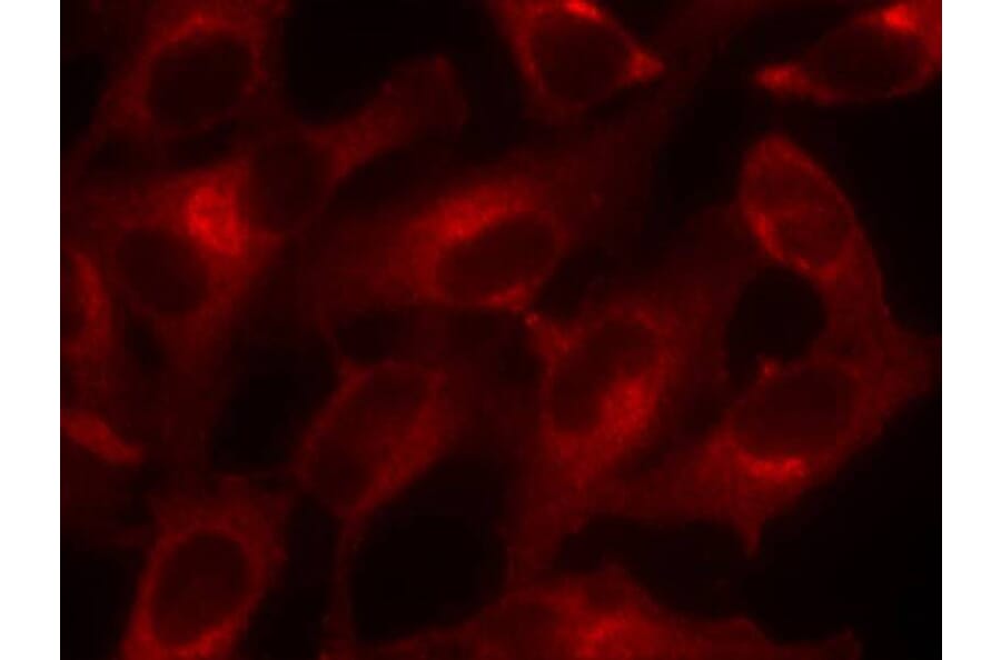 Immunofluorescence - eIF4E (Ab-209) Antibody from Signalway Antibody (21226) - Antibodies.com