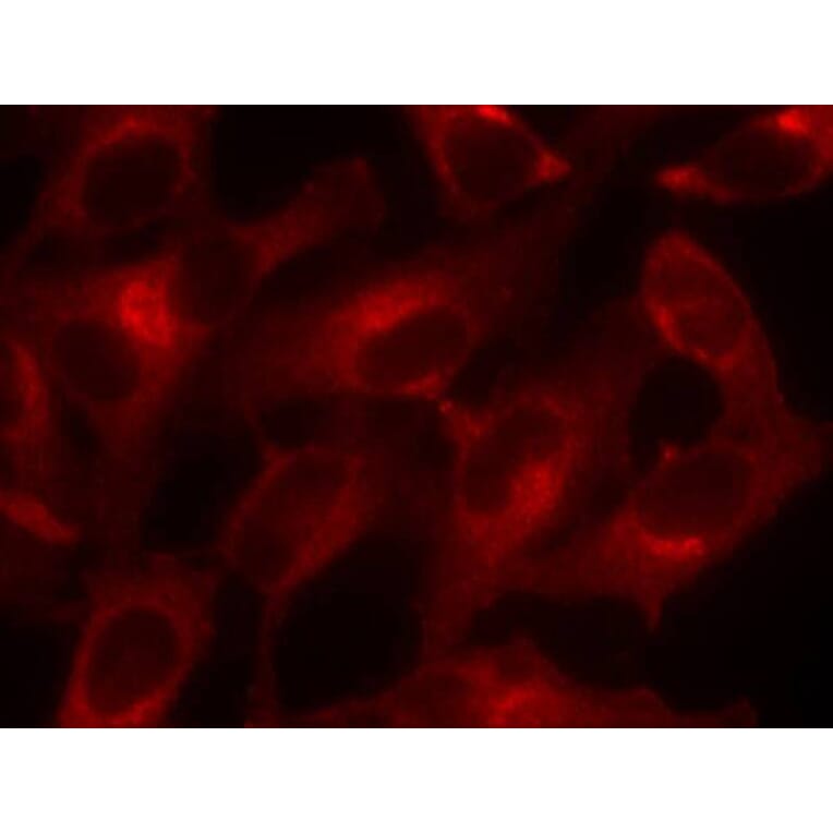 Immunofluorescence - eIF4E (Ab-209) Antibody from Signalway Antibody (21226) - Antibodies.com