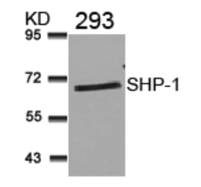 Western blot - SHP-1 (Ab-536) Antibody from Signalway Antibody (21318) - Antibodies.com