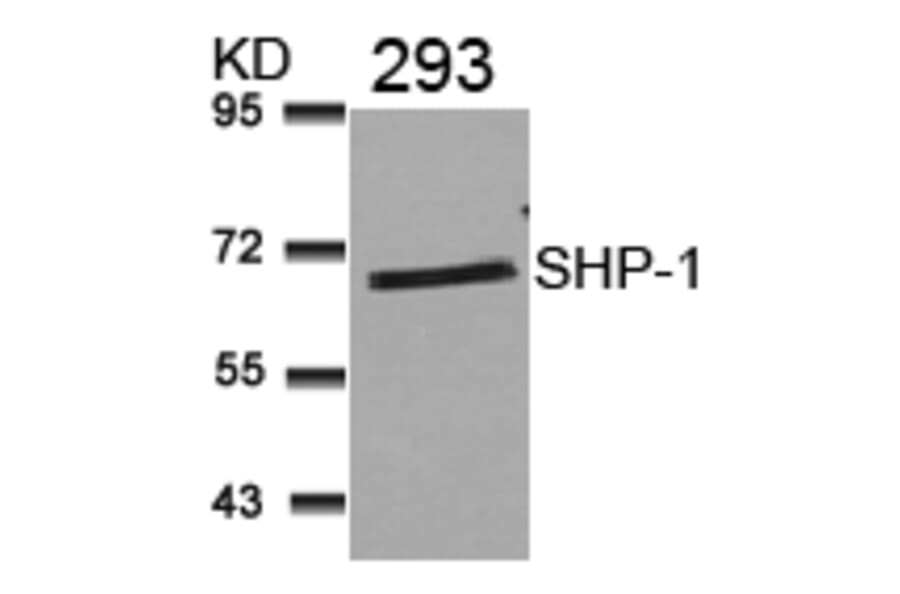 Western blot - SHP-1 (Ab-536) Antibody from Signalway Antibody (21318) - Antibodies.com