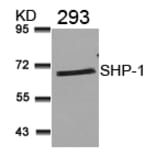 Western blot - SHP-1 (Ab-536) Antibody from Signalway Antibody (21318) - Antibodies.com