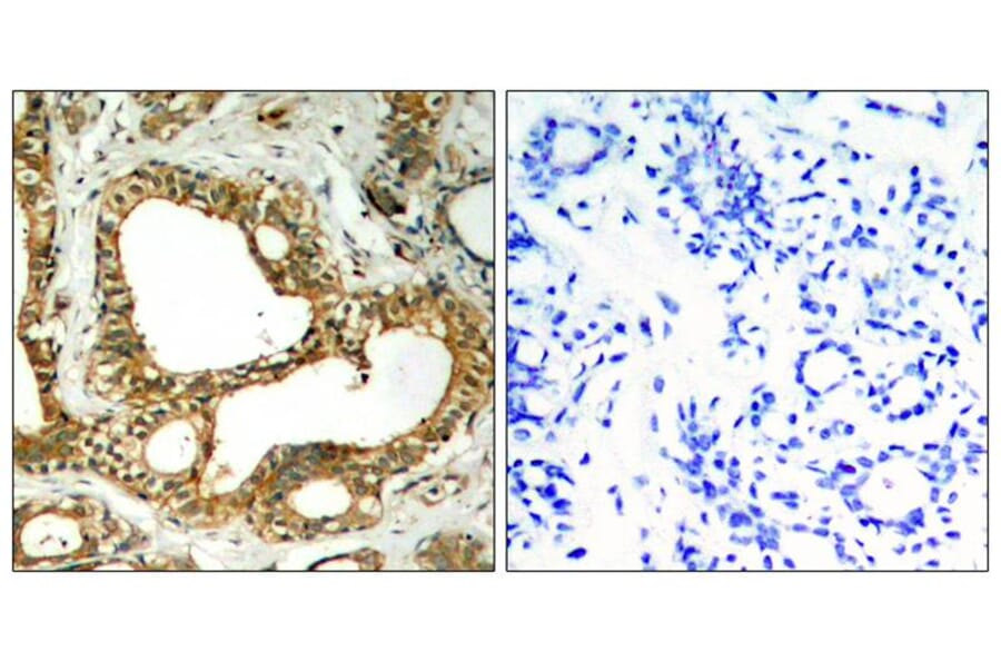 Immunohistochemistry - SHP-1 (Ab-536) Antibody from Signalway Antibody (21318) - Antibodies.com