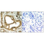 Immunohistochemistry - SHP-1 (Ab-536) Antibody from Signalway Antibody (21318) - Antibodies.com