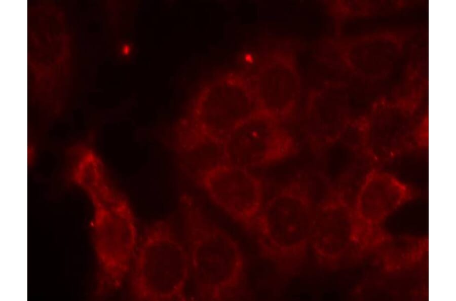 Immunofluorescence - SHP-1 (Ab-536) Antibody from Signalway Antibody (21318) - Antibodies.com