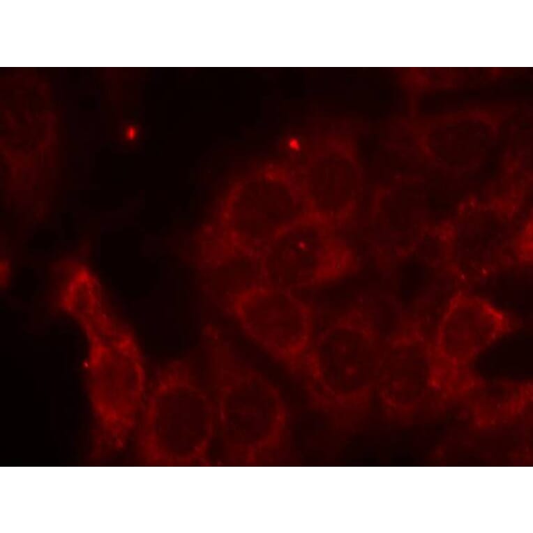 Immunofluorescence - SHP-1 (Ab-536) Antibody from Signalway Antibody (21318) - Antibodies.com