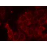 Immunofluorescence - SHP-1 (Ab-536) Antibody from Signalway Antibody (21318) - Antibodies.com