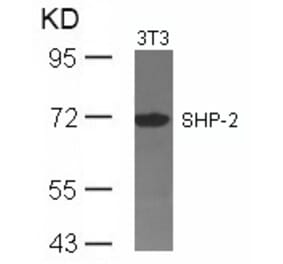 Western blot - SHP-2 (Ab-542) Antibody from Signalway Antibody (21319) - Antibodies.com