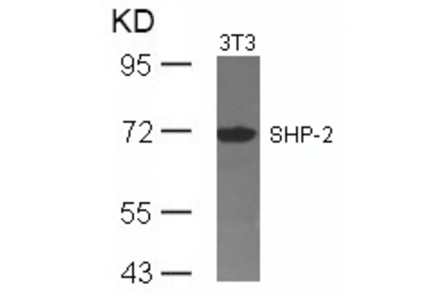 Western blot - SHP-2 (Ab-542) Antibody from Signalway Antibody (21319) - Antibodies.com