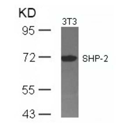 Western blot - SHP-2 (Ab-542) Antibody from Signalway Antibody (21319) - Antibodies.com