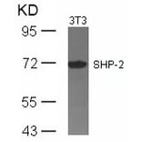 Western blot - SHP-2 (Ab-542) Antibody from Signalway Antibody (21319) - Antibodies.com