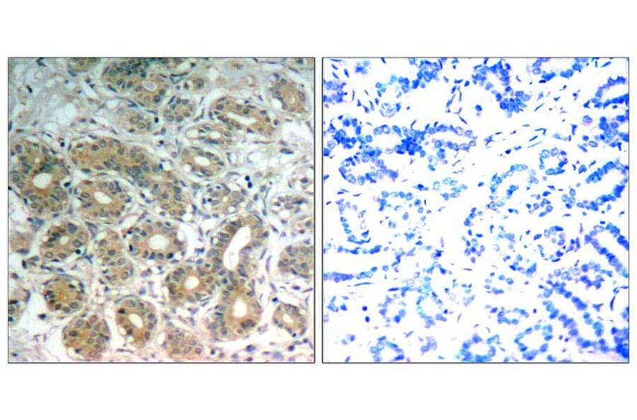Immunohistochemistry - SHP-2 (Ab-542) Antibody from Signalway Antibody (21319) - Antibodies.com