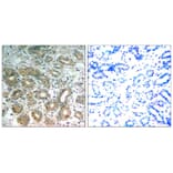 Immunohistochemistry - SHP-2 (Ab-542) Antibody from Signalway Antibody (21319) - Antibodies.com