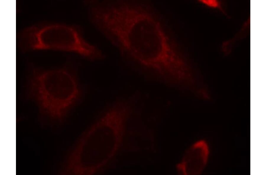 Immunofluorescence - SHP-2 (Ab-542) Antibody from Signalway Antibody (21319) - Antibodies.com