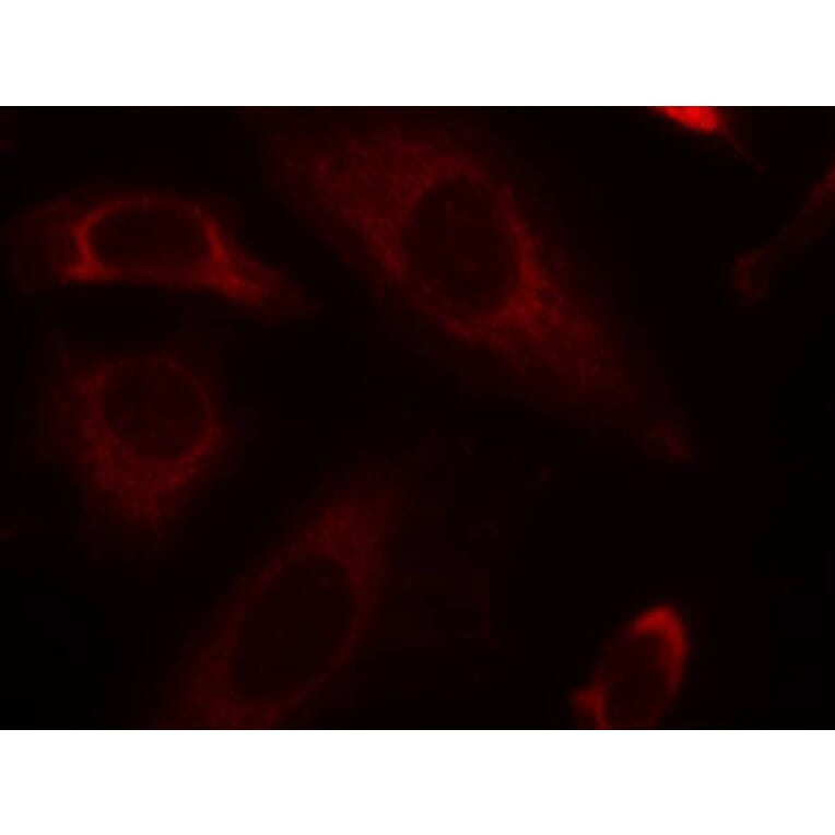 Immunofluorescence - SHP-2 (Ab-542) Antibody from Signalway Antibody (21319) - Antibodies.com