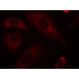 Immunofluorescence - SHP-2 (Ab-542) Antibody from Signalway Antibody (21319) - Antibodies.com