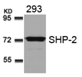 Western blot - SHP-2 (Ab-580) Antibody from Signalway Antibody (21320) - Antibodies.com