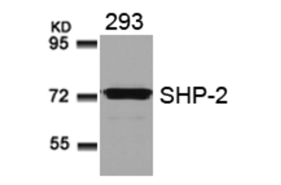 Western blot - SHP-2 (Ab-580) Antibody from Signalway Antibody (21320) - Antibodies.com