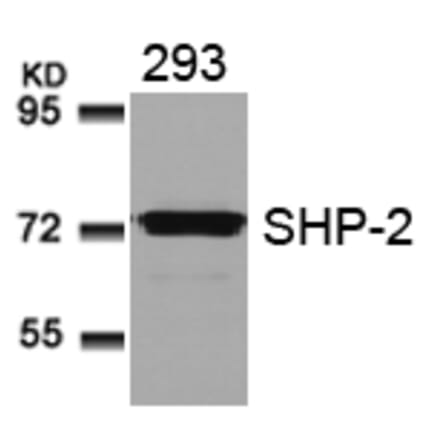 Western blot - SHP-2 (Ab-580) Antibody from Signalway Antibody (21320) - Antibodies.com