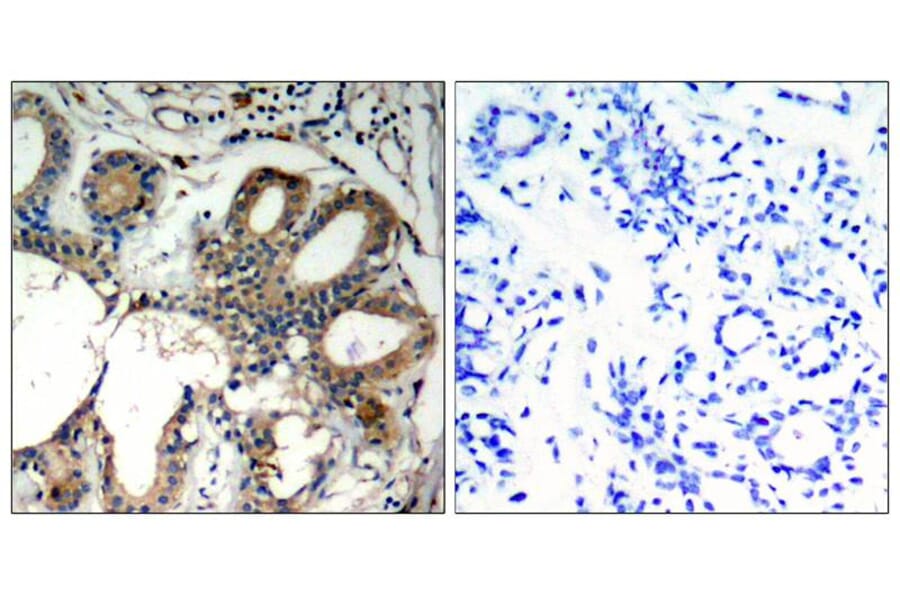 Immunohistochemistry - SHP-2 (Ab-580) Antibody from Signalway Antibody (21320) - Antibodies.com