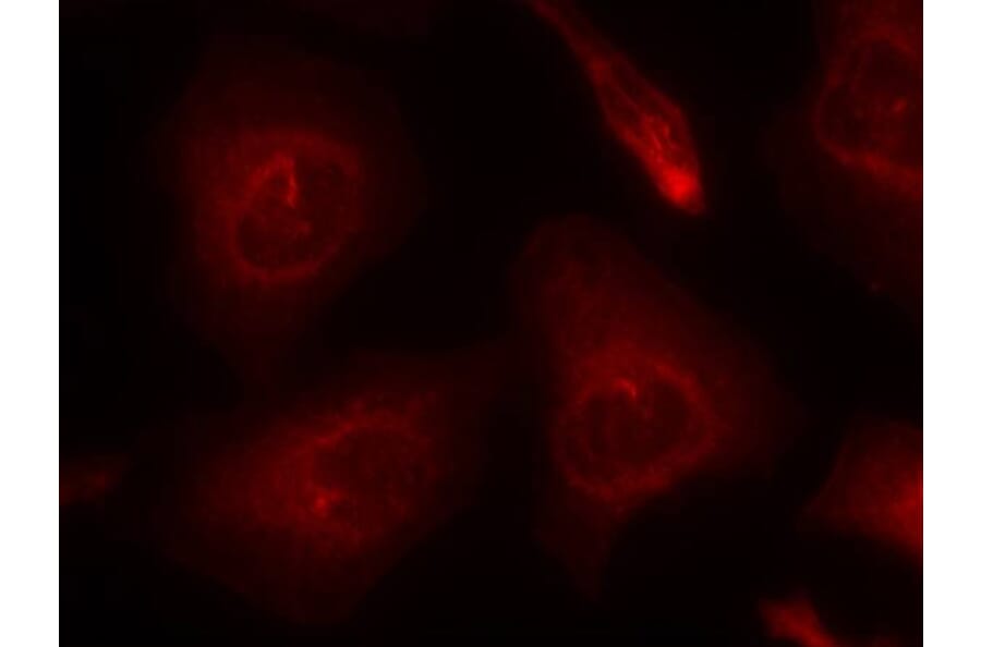 Immunofluorescence - SHP-2 (Ab-580) Antibody from Signalway Antibody (21320) - Antibodies.com