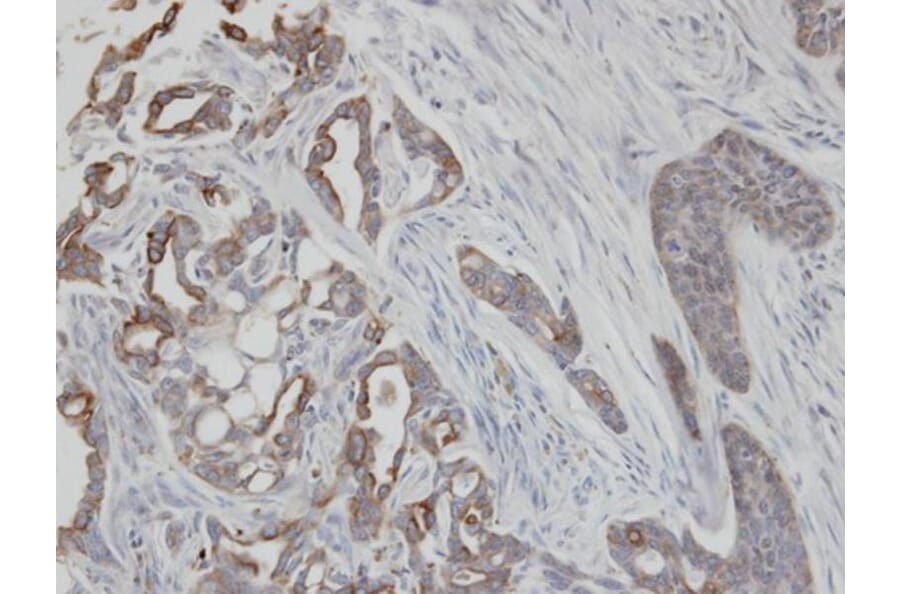 Immunohistochemistry - Cytokeratin 2e antibody from Signalway Antibody (22106) - Antibodies.com
