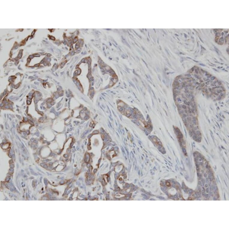 Immunohistochemistry - Cytokeratin 2e antibody from Signalway Antibody (22106) - Antibodies.com