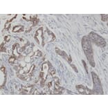 Immunohistochemistry - Cytokeratin 2e antibody from Signalway Antibody (22106) - Antibodies.com