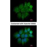 Immunofluorescence - Cytokeratin 2e antibody from Signalway Antibody (22106) - Antibodies.com