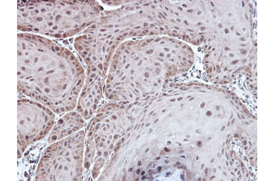 Immunohistochemistry - Aspartoacylase antibody from Signalway Antibody (22778) - Antibodies.com