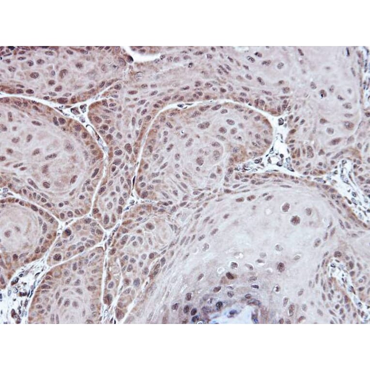 Immunohistochemistry - Aspartoacylase antibody from Signalway Antibody (22778) - Antibodies.com