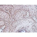 Immunohistochemistry - Aspartoacylase antibody from Signalway Antibody (22778) - Antibodies.com