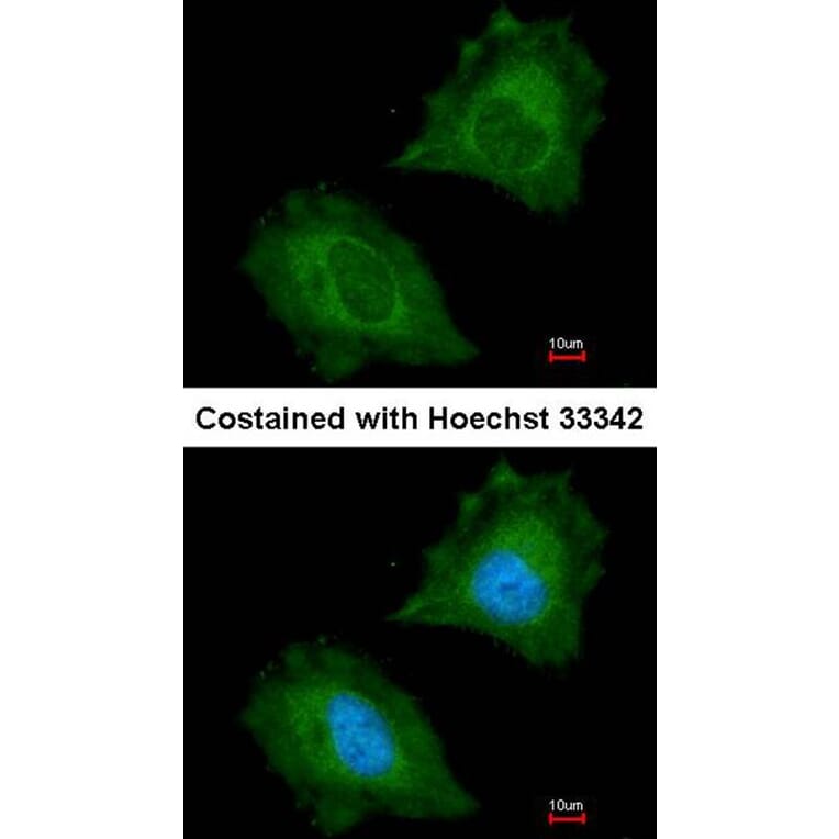 Immunofluorescence - Aspartoacylase antibody from Signalway Antibody (22778) - Antibodies.com