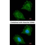 Immunofluorescence - Aspartoacylase antibody from Signalway Antibody (22778) - Antibodies.com