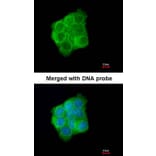 Immunofluorescence - Cytokeratin 13 antibody from Signalway Antibody (22917) - Antibodies.com