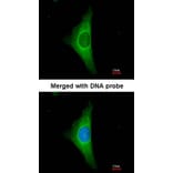 Immunofluorescence - Cytokeratin 20 antibody from Signalway Antibody (22920) - Antibodies.com
