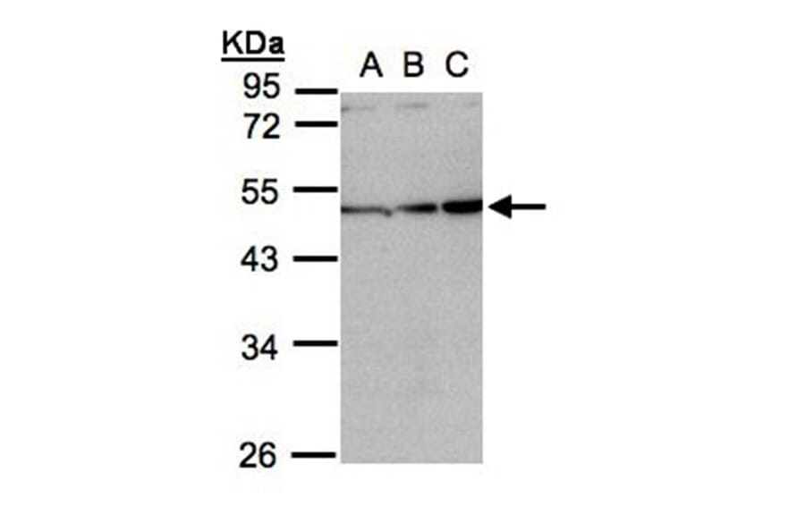 Inhibin beta-A antibody from Signalway Antibody (23026) - Antibodies.com