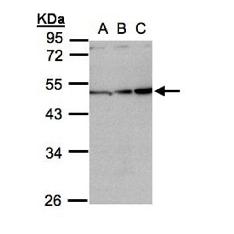 Inhibin beta-A antibody from Signalway Antibody (23026) - Antibodies.com